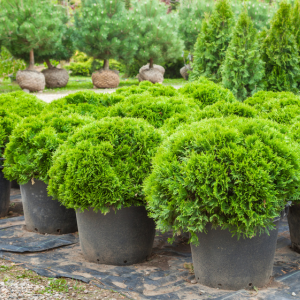 Commercial Landscaping