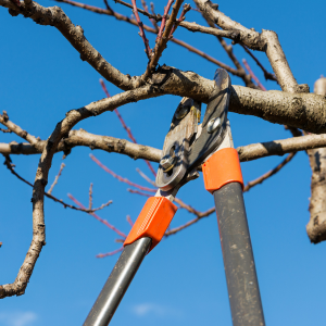 Tree Service Tree Service
