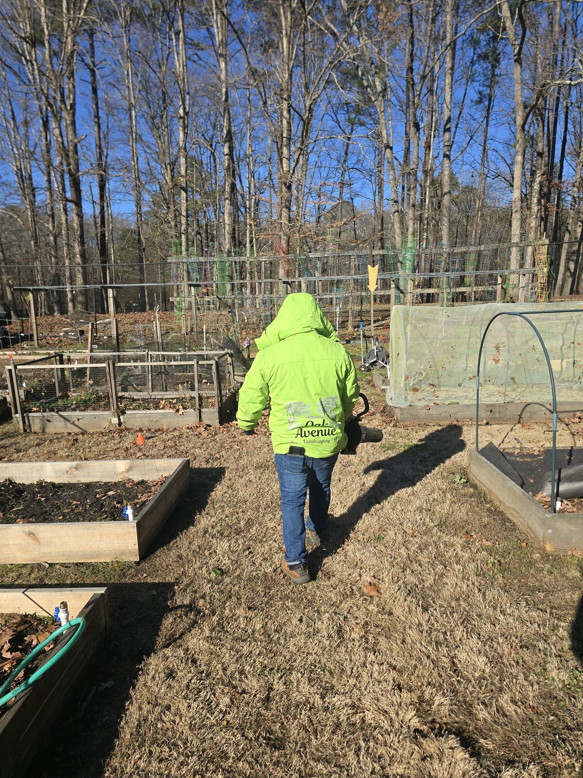 Oak Avenue Landscaping crew member walking between raised vegetable beds on a Dunwoody property in winter, dormant fescue underfoot